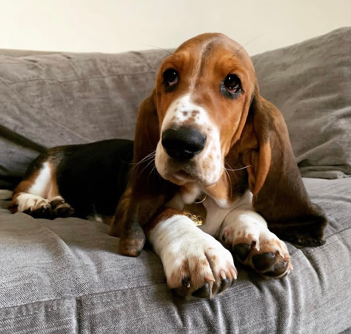Maisie on the couch