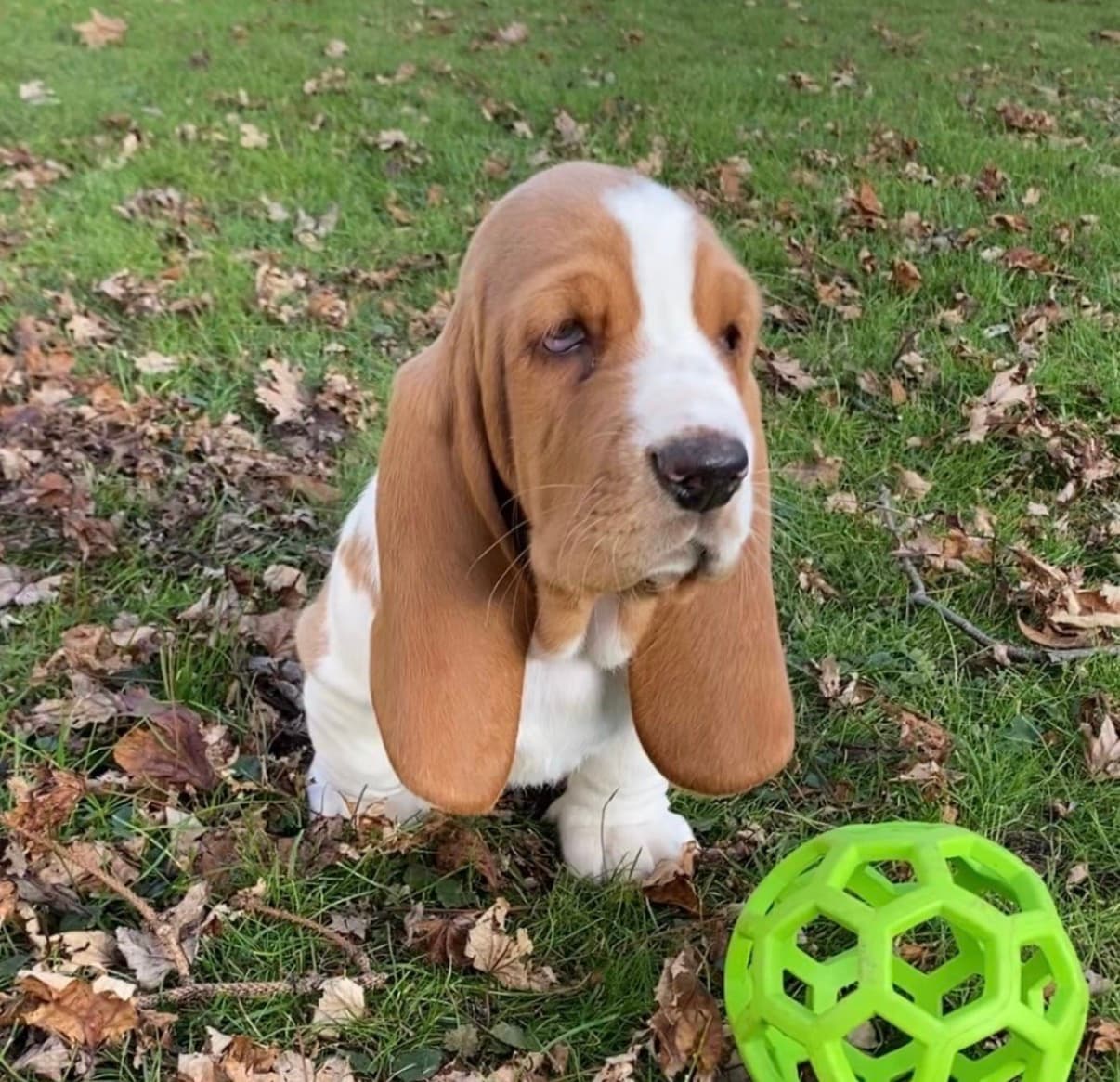 Toby resting after playing with toys